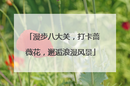 漫步八大关，打卡蔷薇花，邂逅浪漫风景